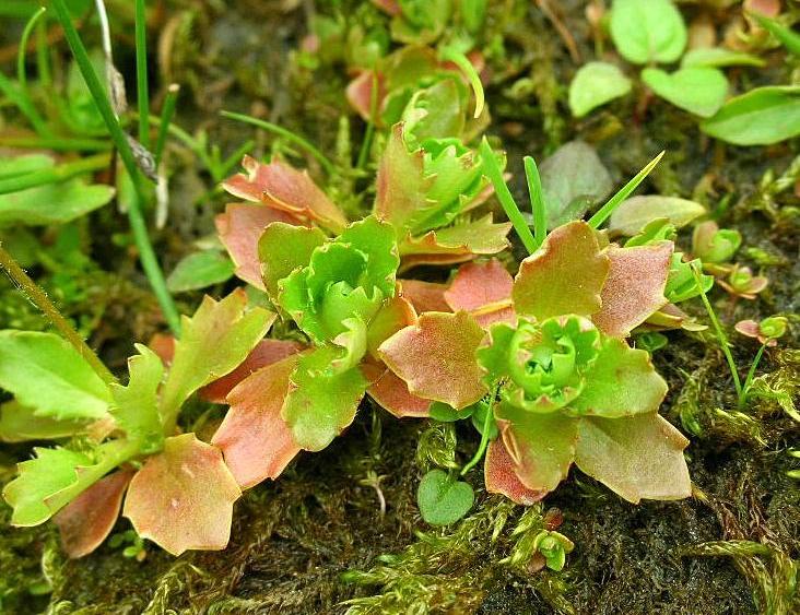 Micranthes engleri (=Saxifraga stellaris) / Sassifraga stellata